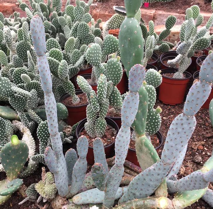 28种不同类型的仙人掌植物,多种品种仙人掌如何栽种