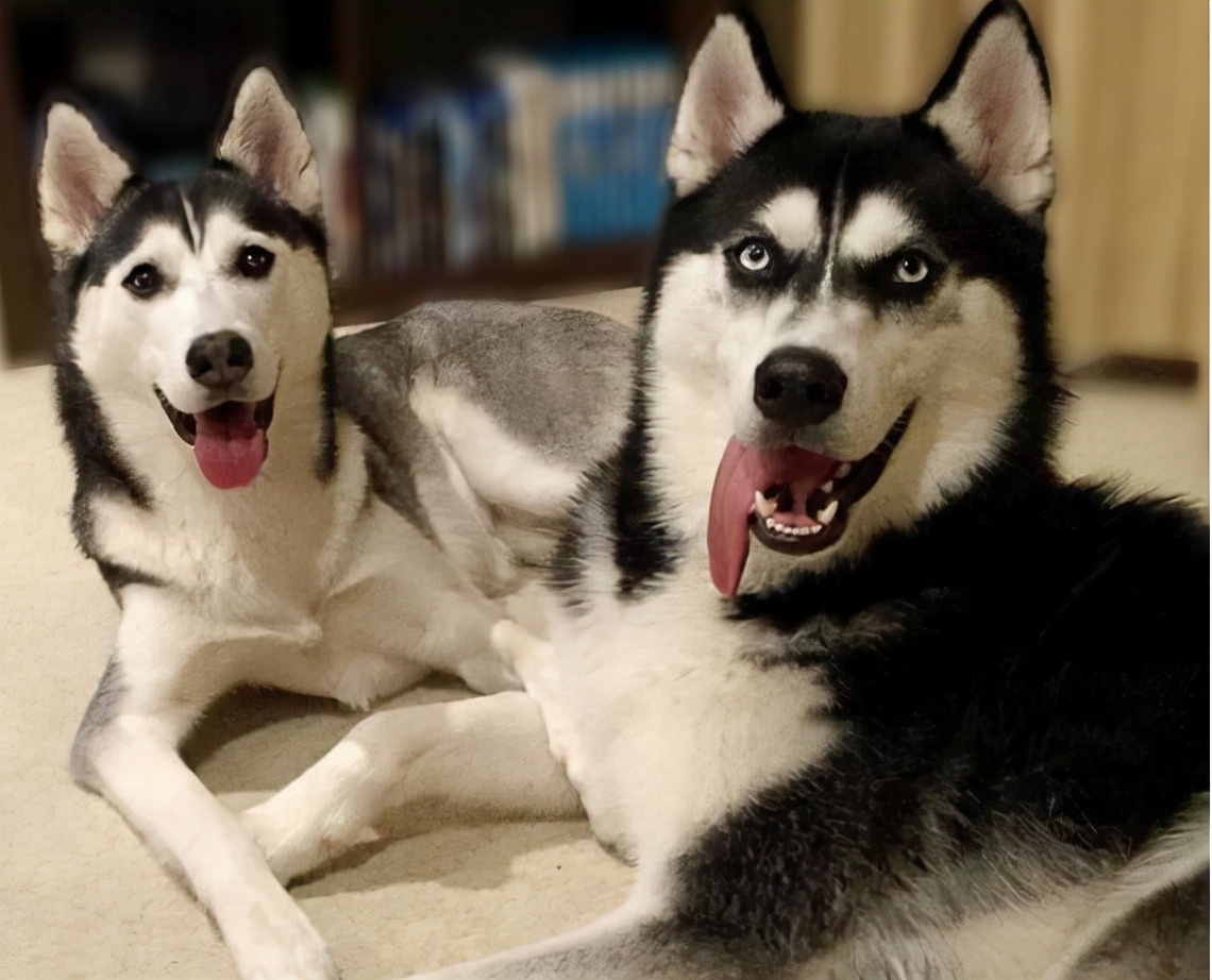 哈士奇西伯利亚雪橇犬,纯种西伯利亚雪橇犬哈士奇