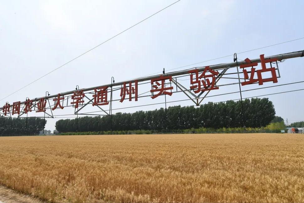 喜迎丰收！副中心助力“京字号”杂交小麦“留洋”