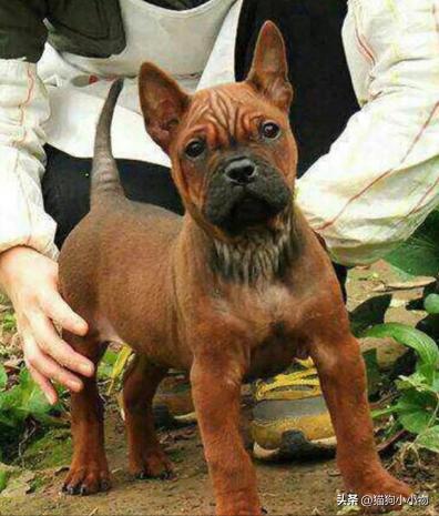 川东猎犬是中国古老犬种吗,川东猎犬可爱