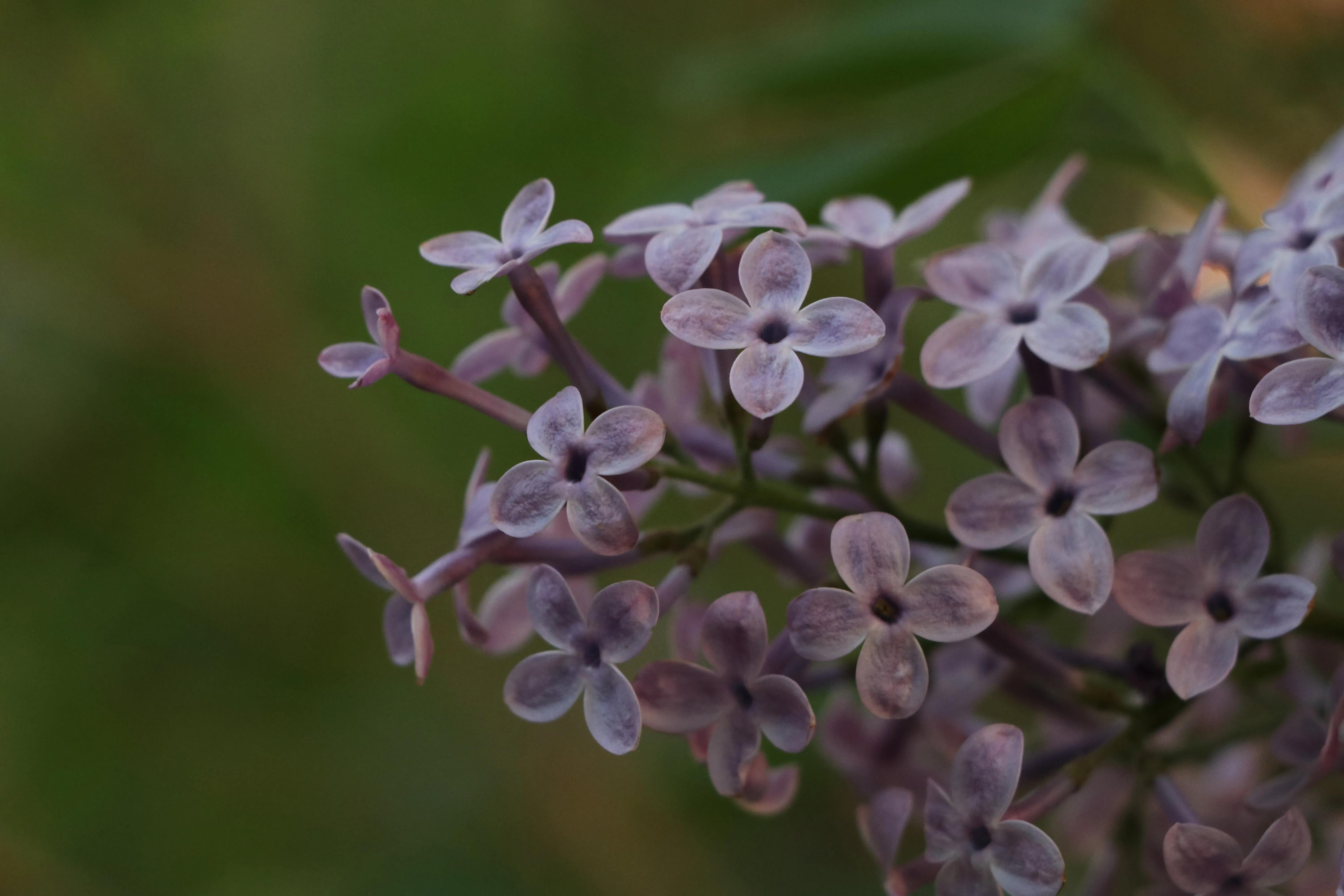 丁香花唯美诗句,丁香花唯美句子