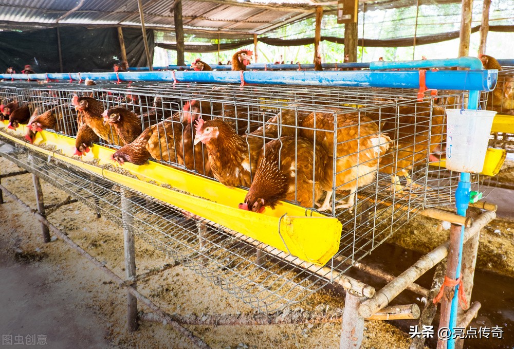 鸡霉菌性肠炎是什么引起的,蛋鸡霉菌引起的肠毒怎么治