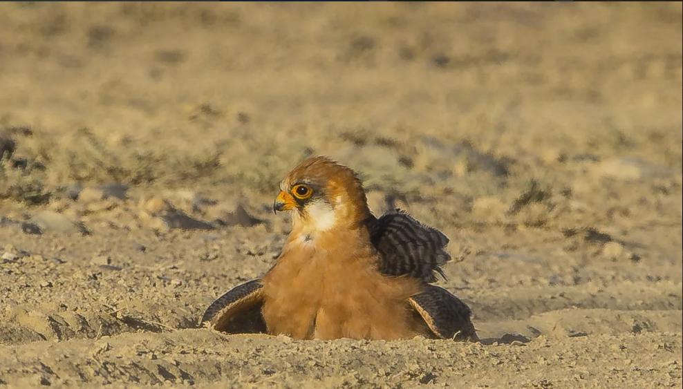 大斑鸠要吃小斑鸠吗,斑鸠喂食的危害
