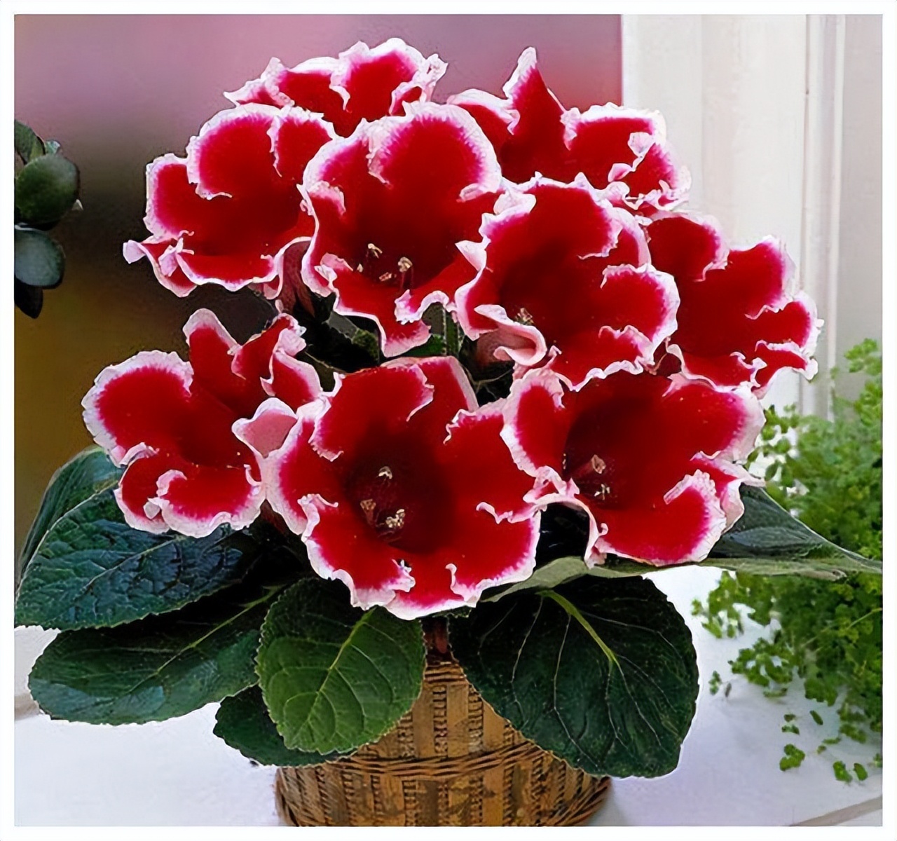 喜阴最好养的10种花,杜鹃花喜阴还是喜散光