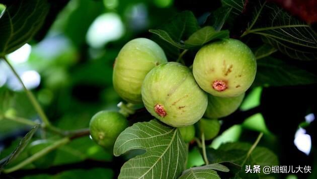 所有的新疆特产,旅游从新疆带的特产