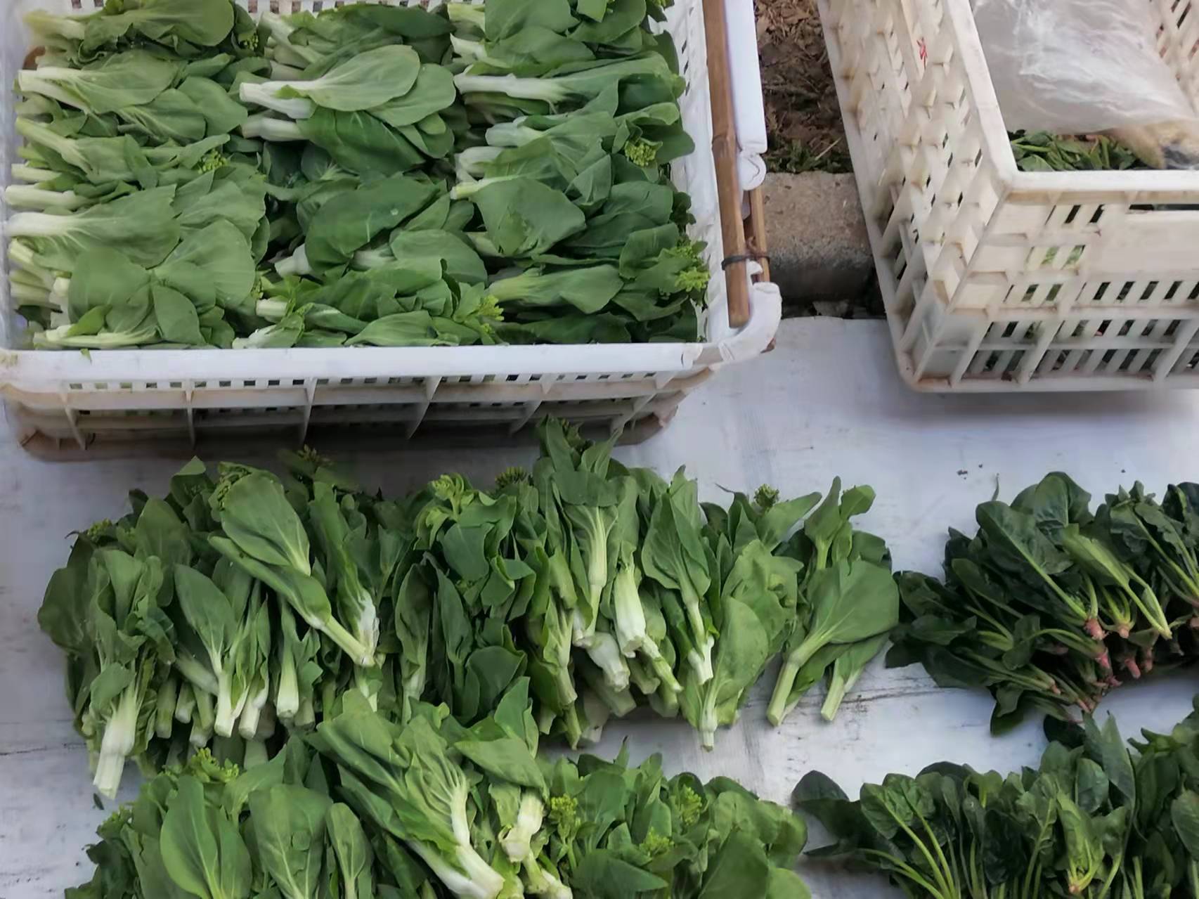 腌菜苔的做法,腌菜苔的视频