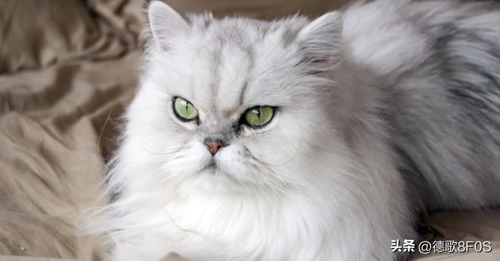 世界十大最昂贵的猫品种,世界上最昂贵的十个猫品种