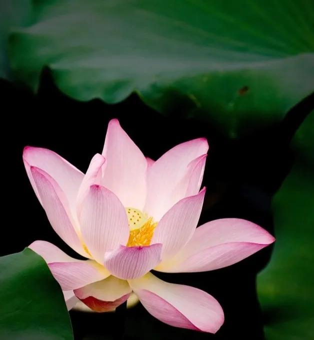 春树的人生格言书籍,人生书籍里的经典语录大全