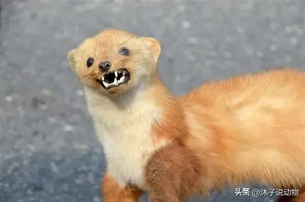 黄鼠狼和黄大仙的天敌,黄鼠狼为什么被人类称为黄大仙