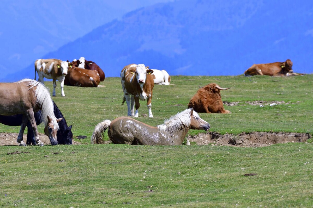 今日牛价最新价格表西门塔尔,最新牛价西门塔尔牛