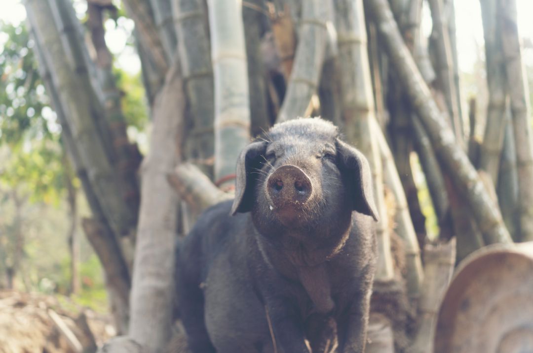 用白酒保存的猪肉有酒味不好吃,猪肉老是炖不烂发柴什么原因