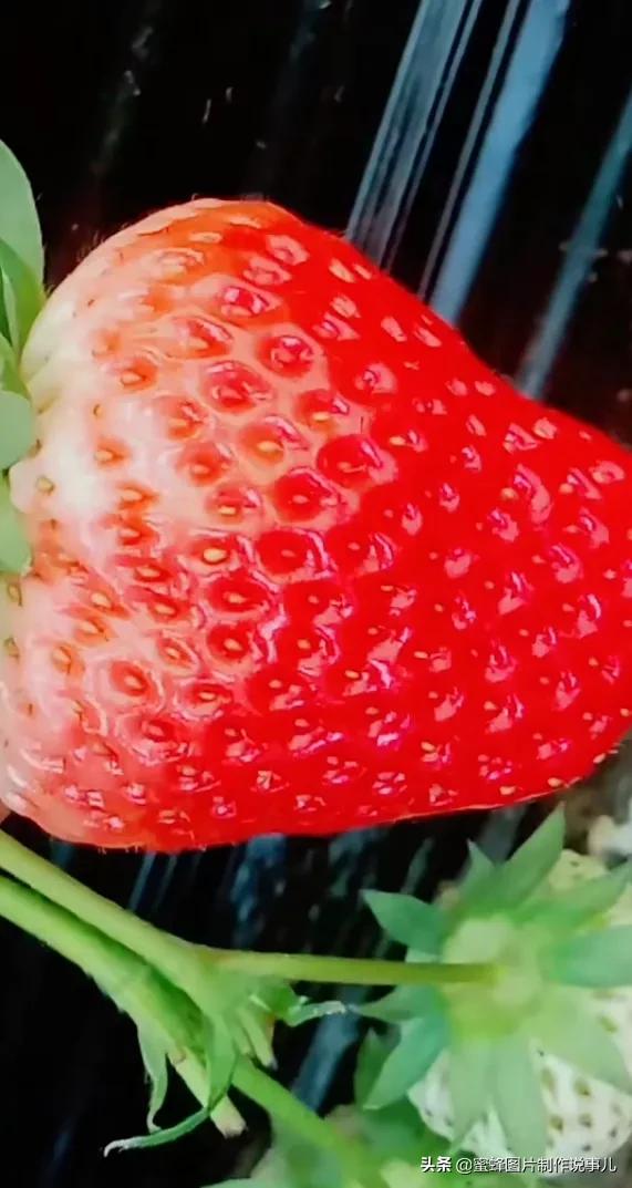 壁纸图片水果清新,丰收的水果高清图片壁纸