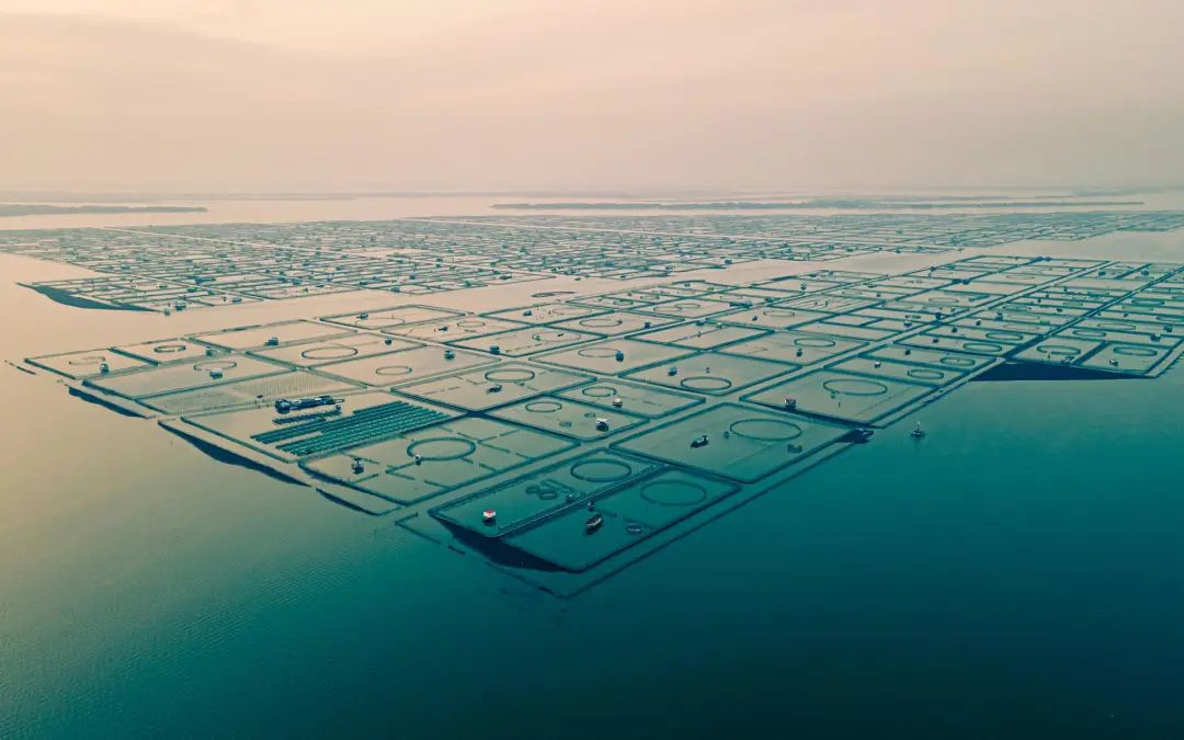 阳澄湖大闸蟹的真实事实,阳澄湖大闸蟹骗局揭秘