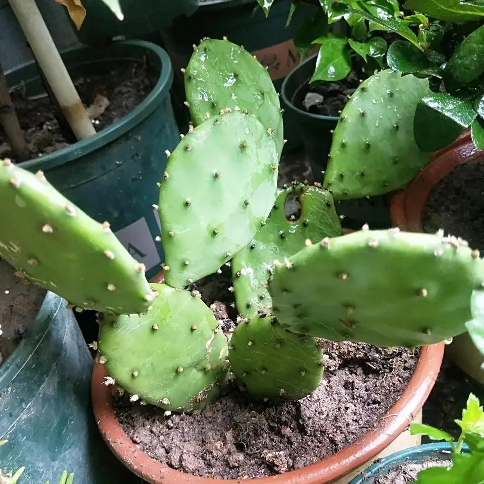 什么花净化空气除甲醛最好,什么花除甲醛效果最好最好养