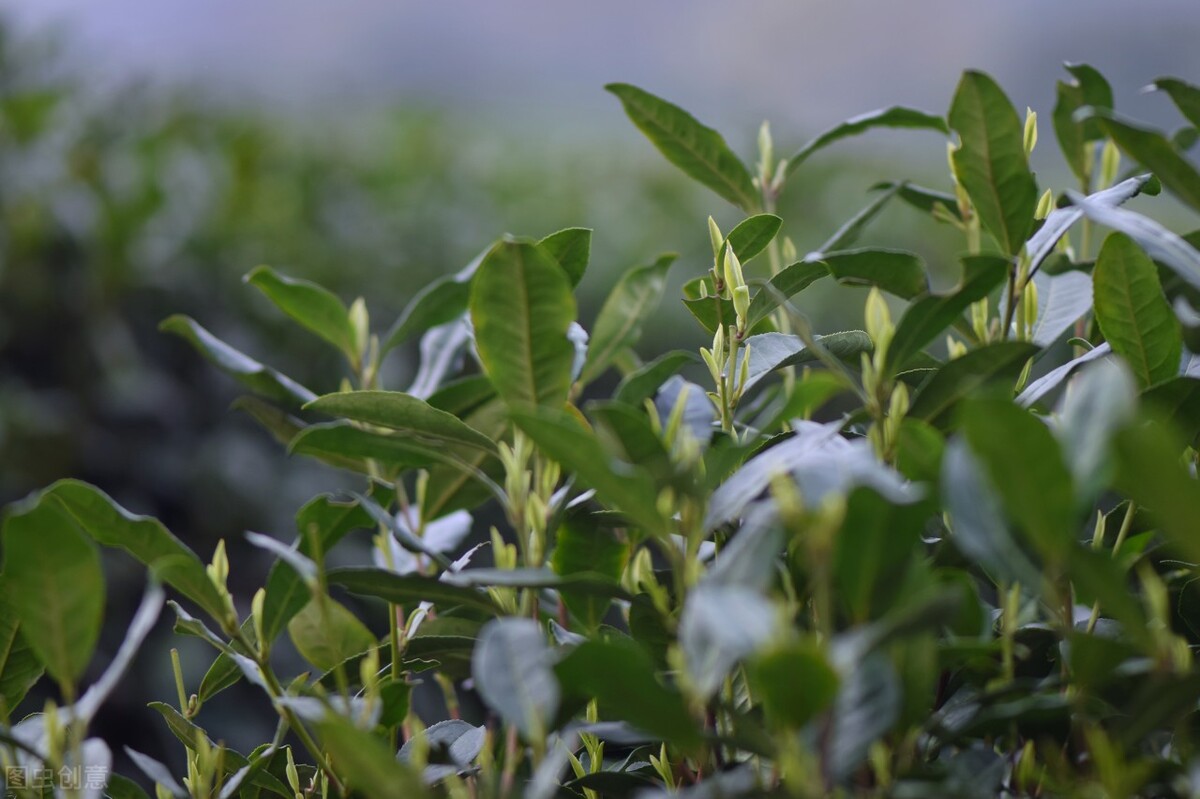 墓碑上故先考是什么意思,墓碑上故先考和故显考是什么意思