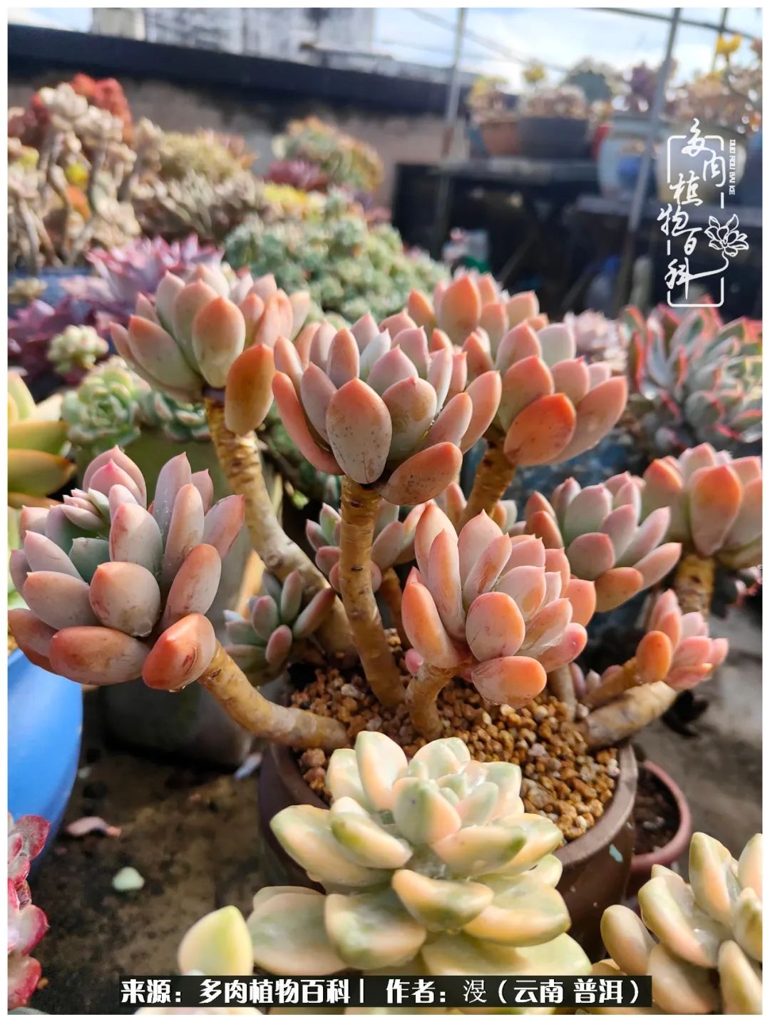 云南的冬天没有云！养肉七年，不谈得失，只论陪伴！