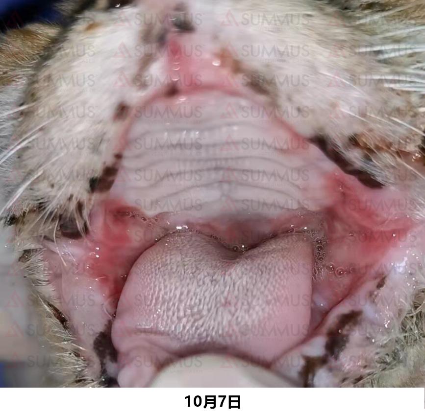 猫咪得了口炎谁有好办法治疗,猫咪得了口炎需要打什么针