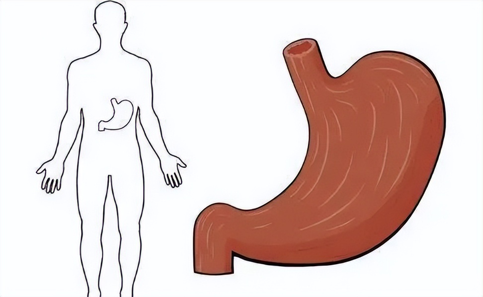 脾胃虚寒吃了寒性食物就拉肚子,脾胃虚寒腹胀下肢寒凉该怎样调理