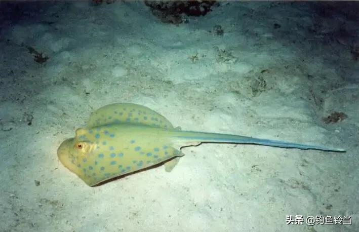 钓鱼时的趣事,钓鱼遇到的奇闻事