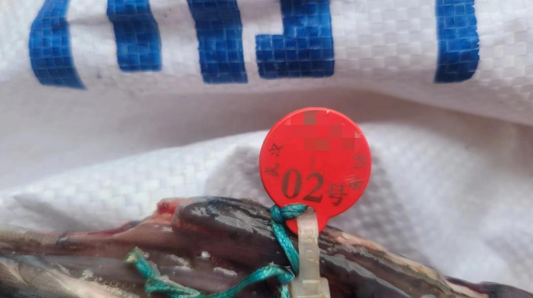 钓鱼被抓88人,钓鱼能发家致富能年入百万