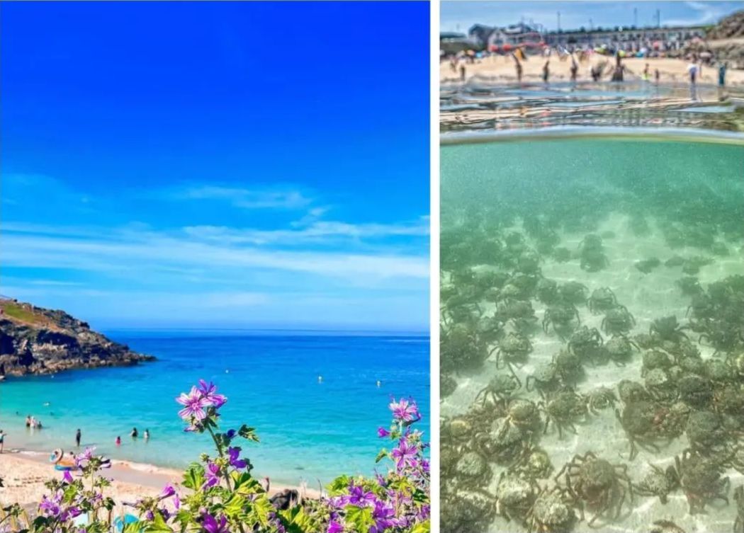 什么淡水蟹又大又好吃,厚礼蟹是螃蟹吗