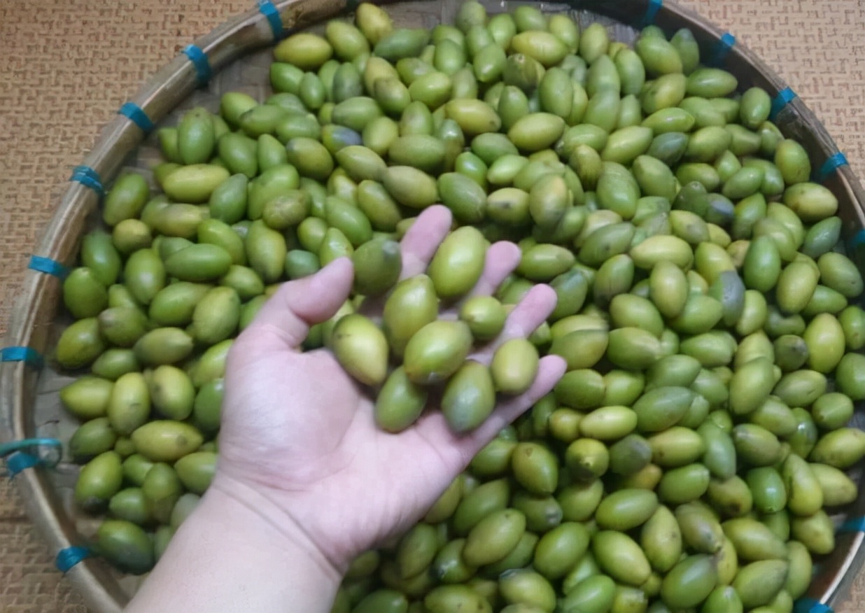 曾卖8万一颗，如今又被带火，果实800元一斤，又要跟风了