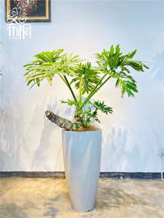 他在花市开了三家“非常规”花店，业绩不凡，成为同行学习的样板