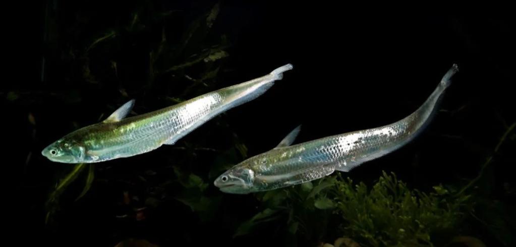 长江禁捕刀鱼哪里来的,长江十年禁捕刀鱼多吗