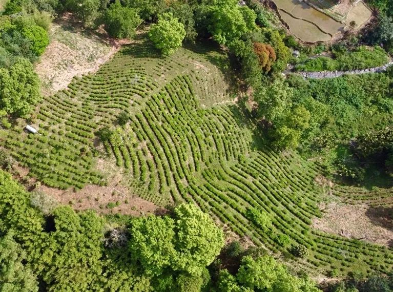 古茶申遗成功了有哪些,海南茶文化