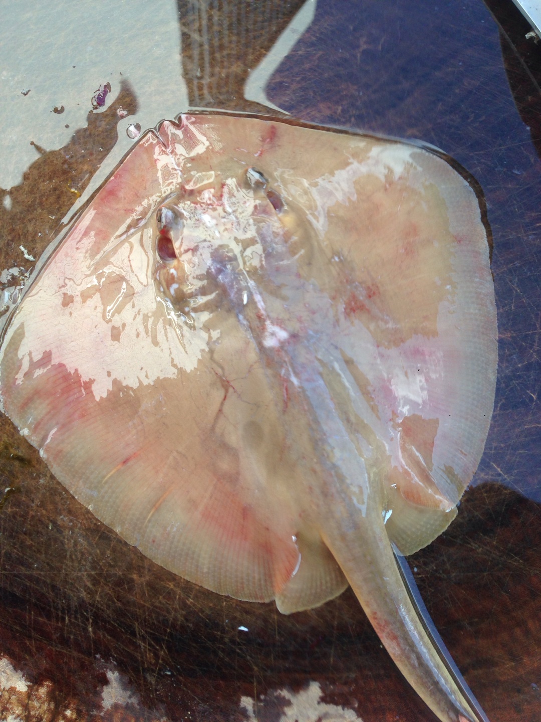 男子被魔鬼鱼毒刺扎,男子被魔鬼鱼蜇伤