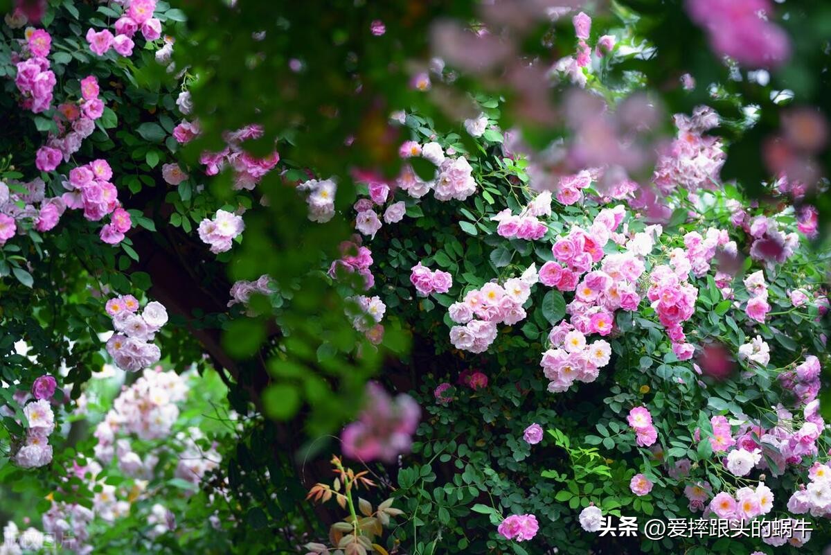 生如夏花灿烂的时候,生如夏花绚烂绽放歌曲视频