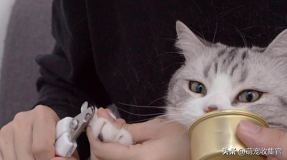 猫咪指甲劈裂是什么原因,猫咪指甲裂了一半怎么处理
