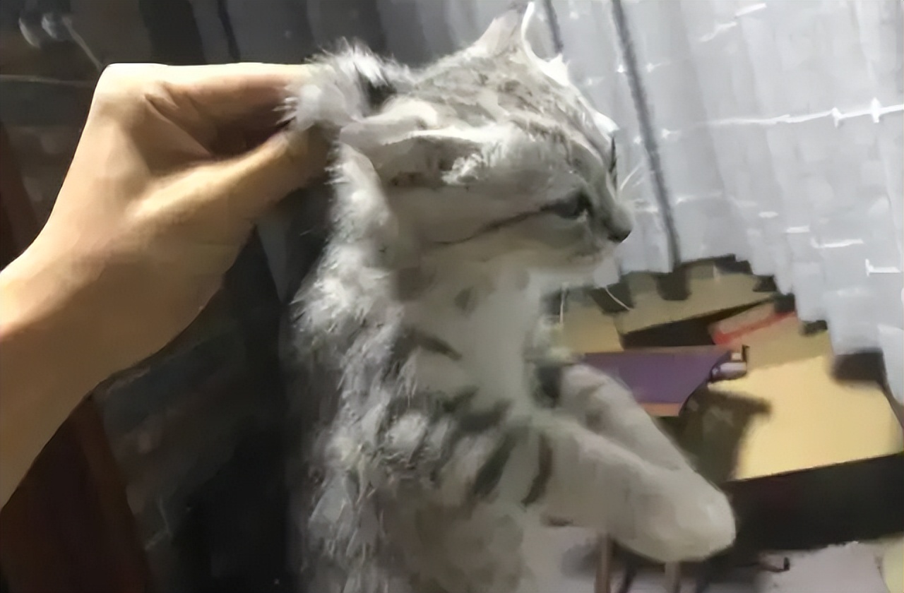 猫咪翻译器,猫咪冷知识大全集