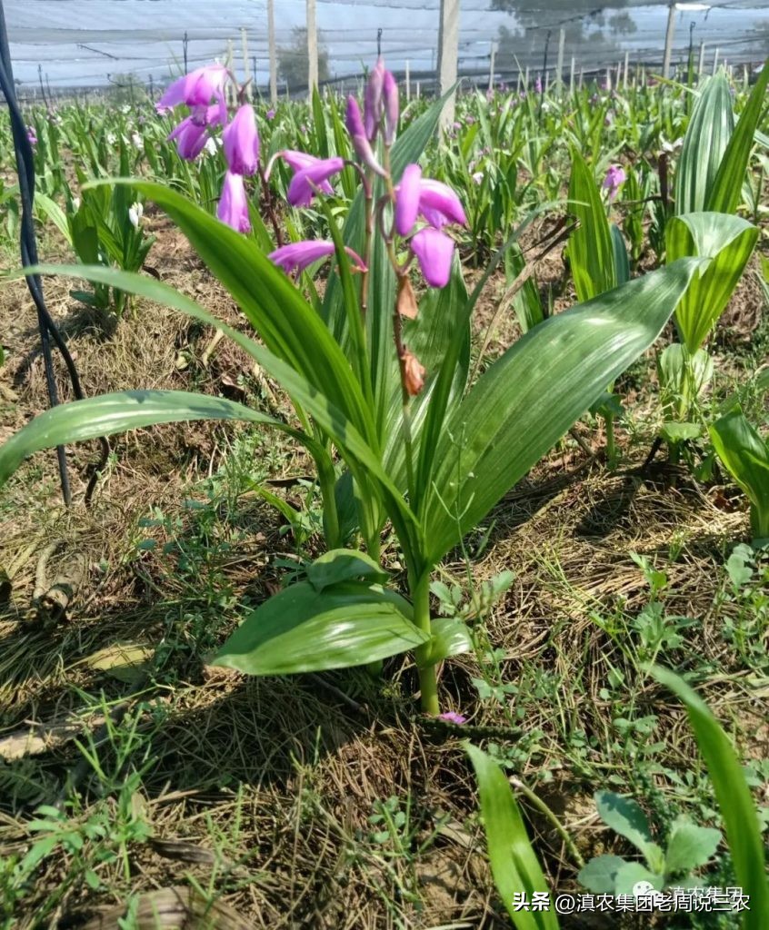 适应林下种植的药材有哪些,林下经济种植中草药有哪些