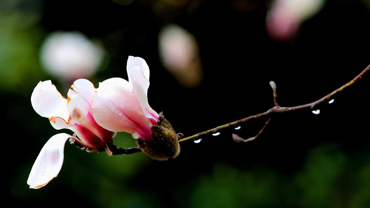 忽听春雨忆江南：三首令人心生美好的春雨小诗，你值得一读