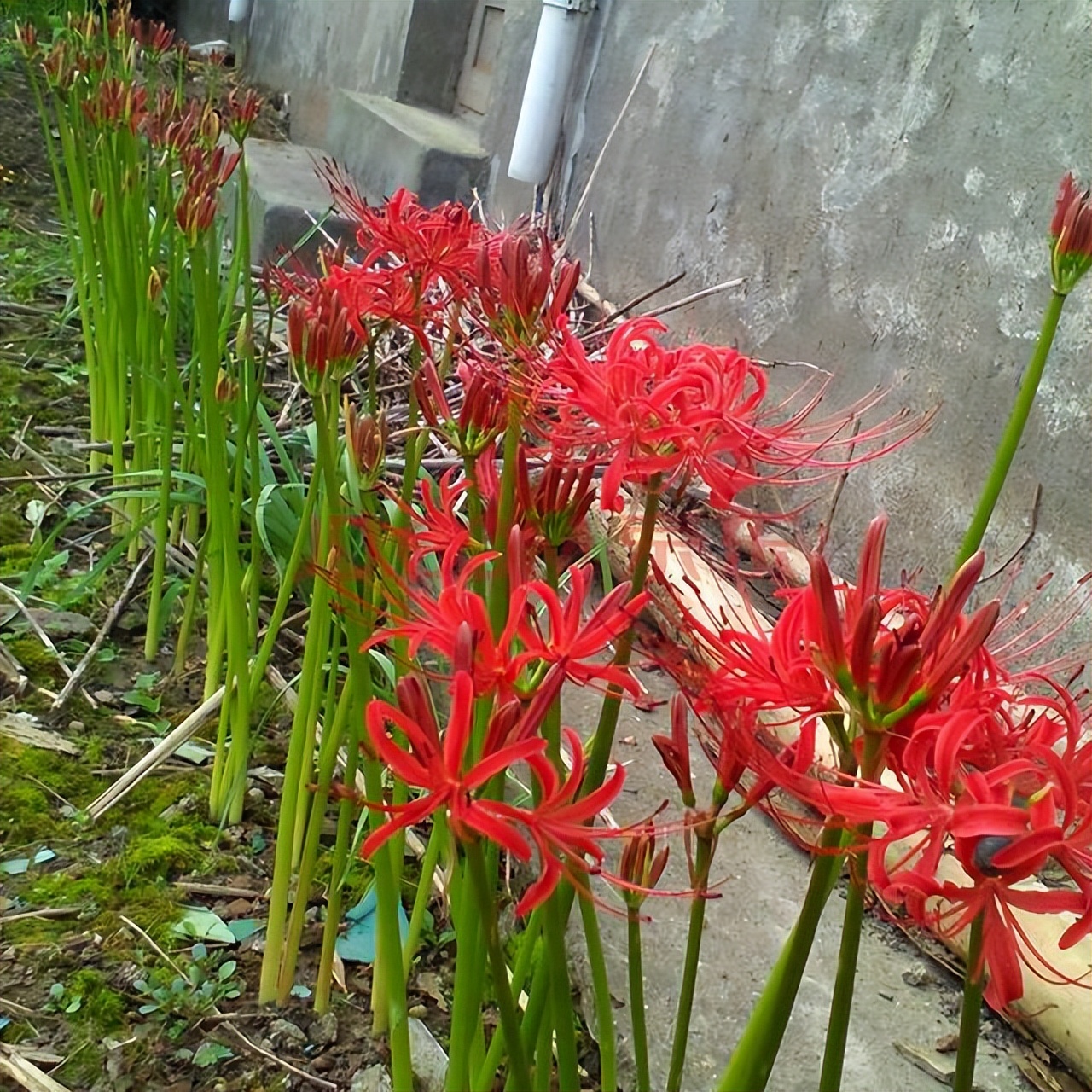 四种花只因太晦气，很少有人愿意养家里，换做是你，你会介意吗？