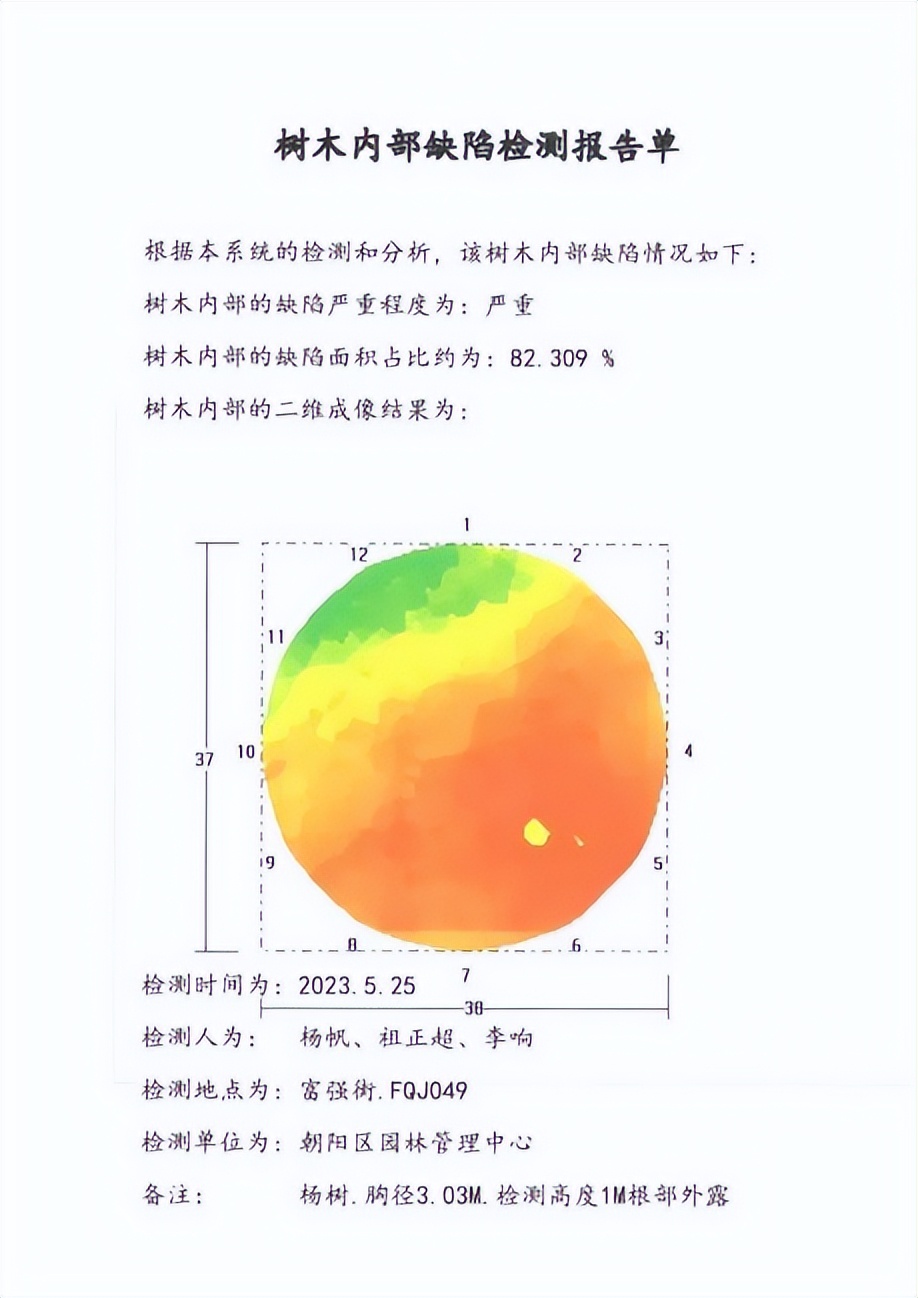 树木诊断中要注意哪些问题,树木健康监测与日常养护