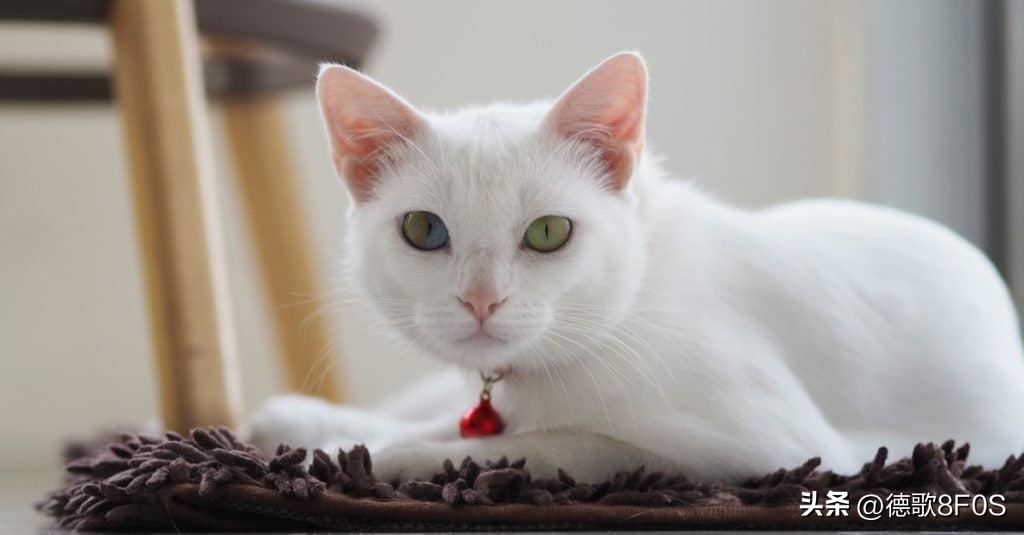 世界十大最昂贵的猫品种,世界上最昂贵的十个猫品种