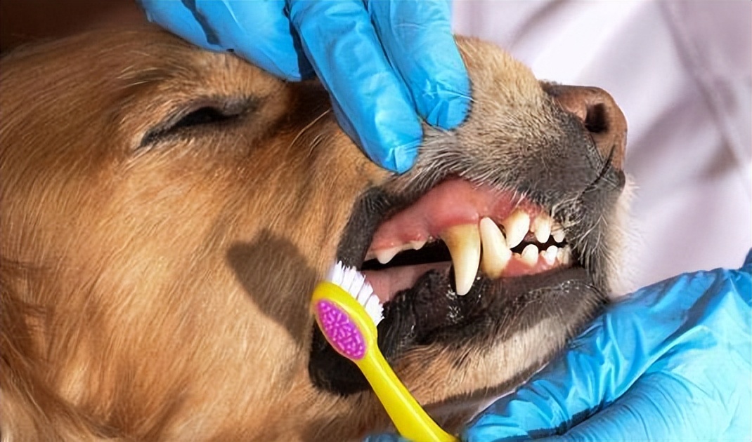 天气热了狗狗身上怎么会烂,狗狗生病身上很臭怎么办