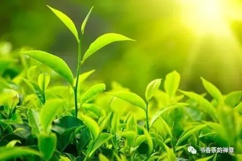 雨天喝茶去哪里,雨天周末喝茶