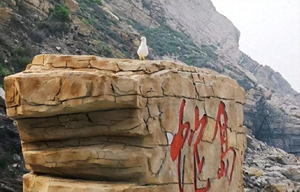 蛇岛生态链惊现老鼠吃蛇,2万条蛇成口粮引关注