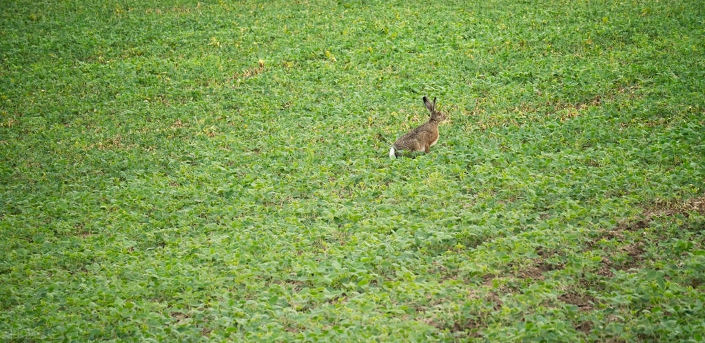 野兔危害庄稼怎样防治,野兔祸害过农作物之后的样子