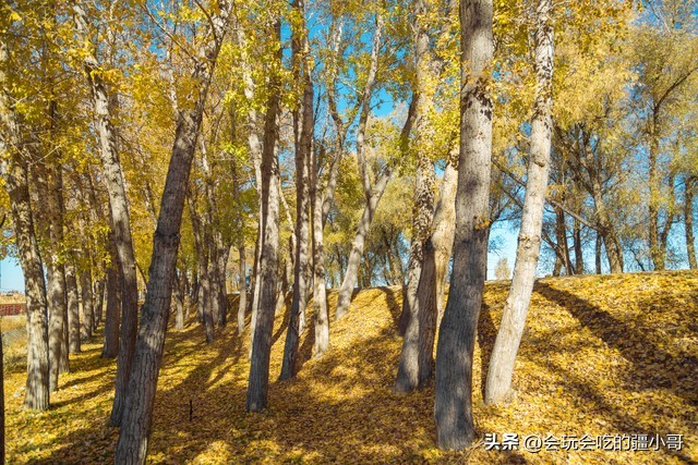 2023国内最适合秋游的地方！退休必看、人少实惠！去了就不想回家