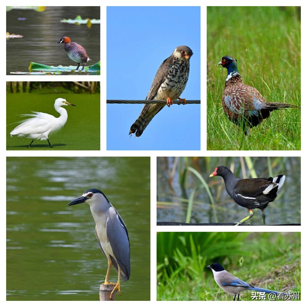 把20亩湿地生态园装进学校里！苏州中学园区校将全新升级