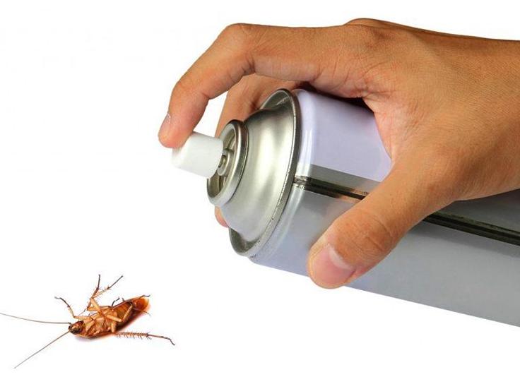 消灭蟑螂的100种方法之油炸蟑螂,蟑螂怎么消灭最彻底的方法