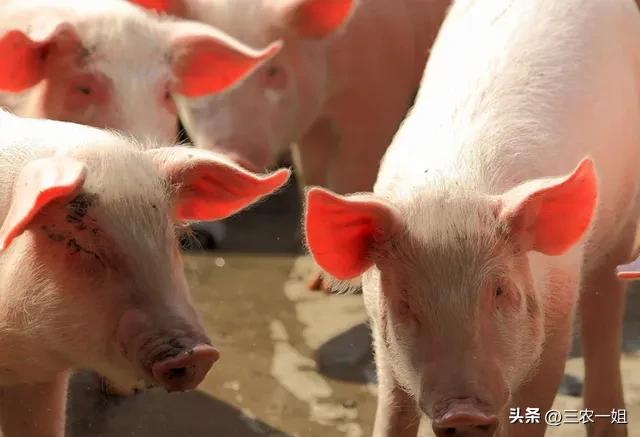 今日猪价8月24日猪价走势图,猪价最近十天还会涨价吗