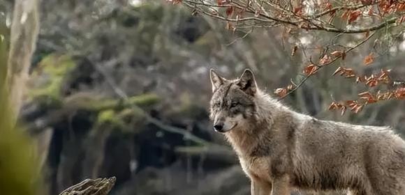 狼群发情期现象,狼群里地位低的狼怎么生存