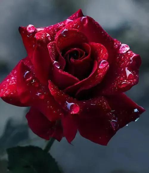 这才是最美的玫瑰花图片,最好看的紫色玫瑰花图片