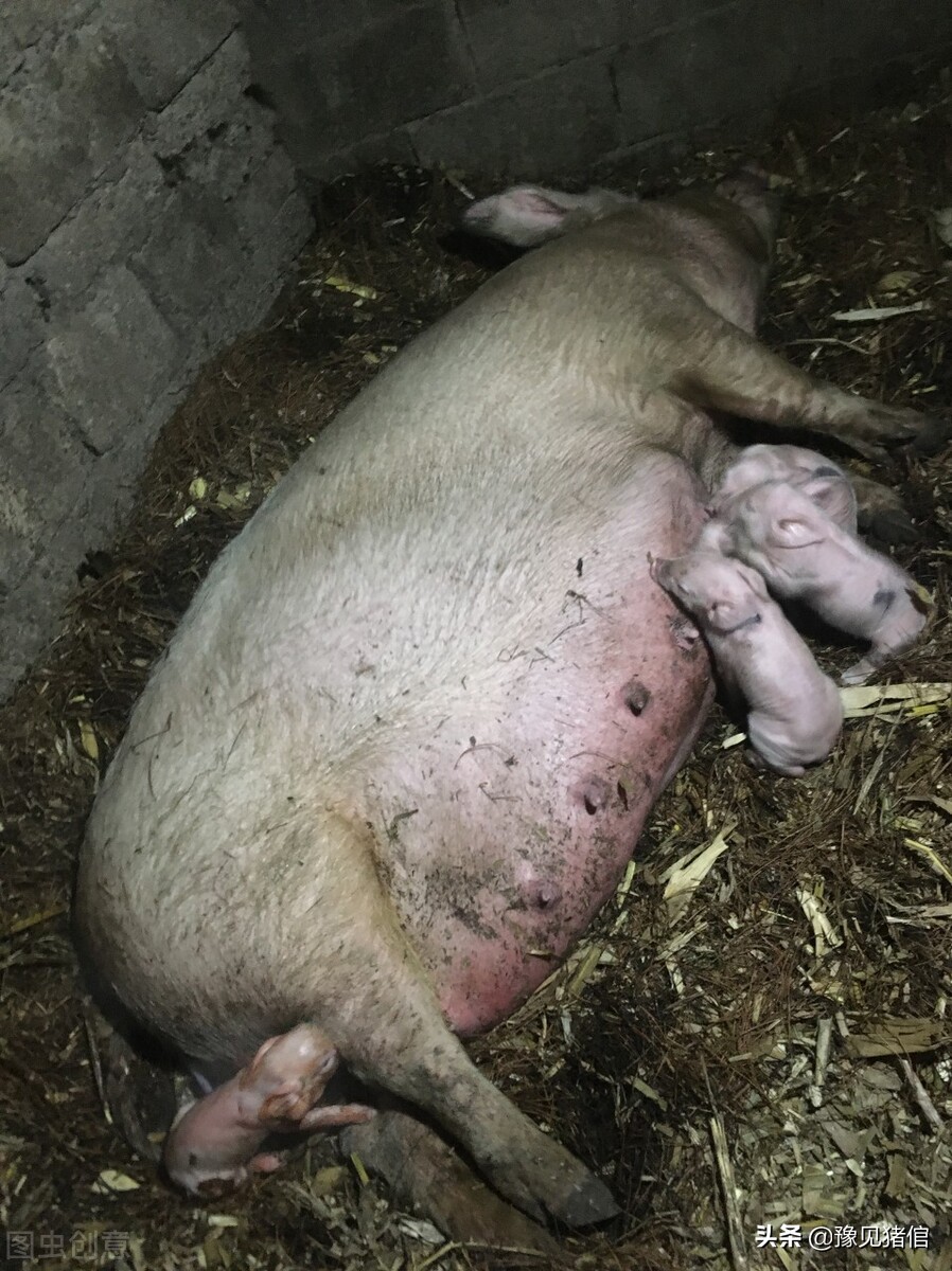 怎么进行母猪分娩舍的分批管理,养猪产房的操作流程
