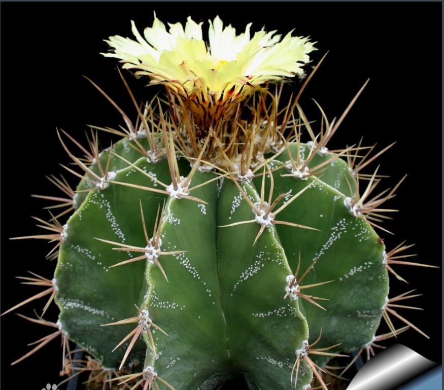 各种仙人掌的种植,仙人掌是扦插好还是带根种植好